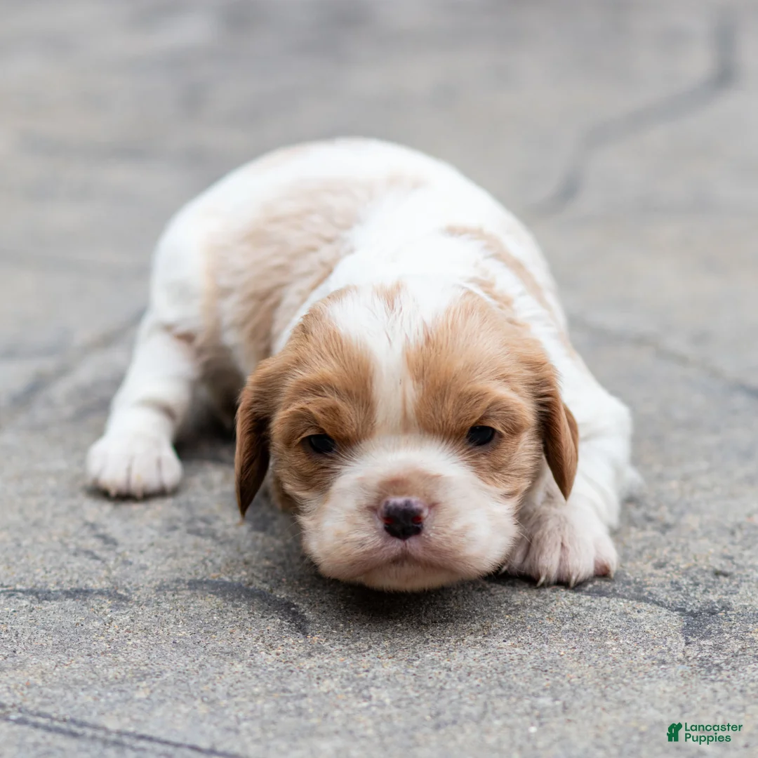 Cavalier King Charles Spaniel dogs for sale: Peach Cavalier King Charles Spaniel Puppy  - Ad 1