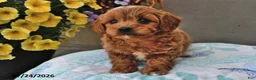 Cavapoo dogs for sale: Daisy - Ad 4
