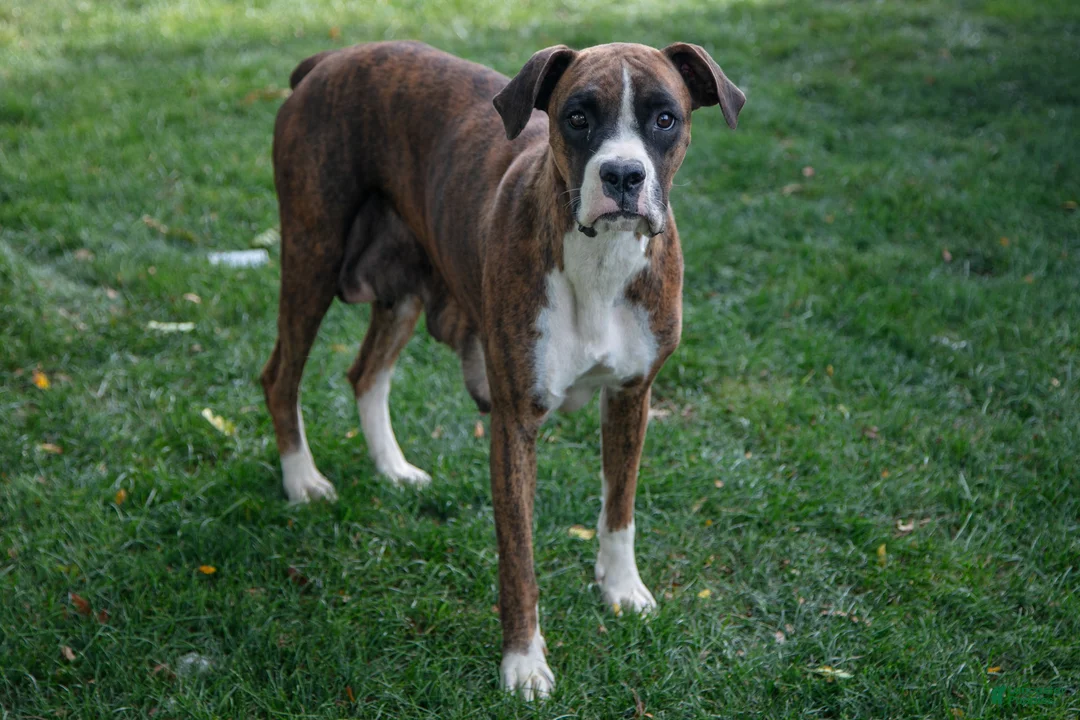 Boxer dogs for sale: Paige - Ad 4