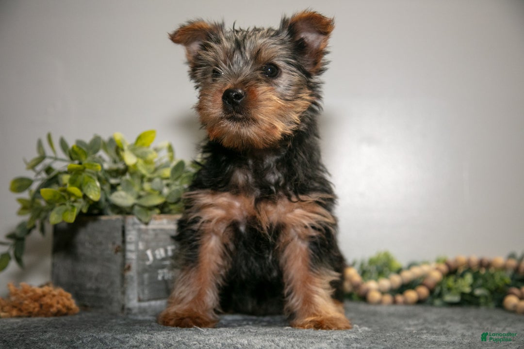 Yorkshire Terrier dogs for sale: Arty - Ad 3