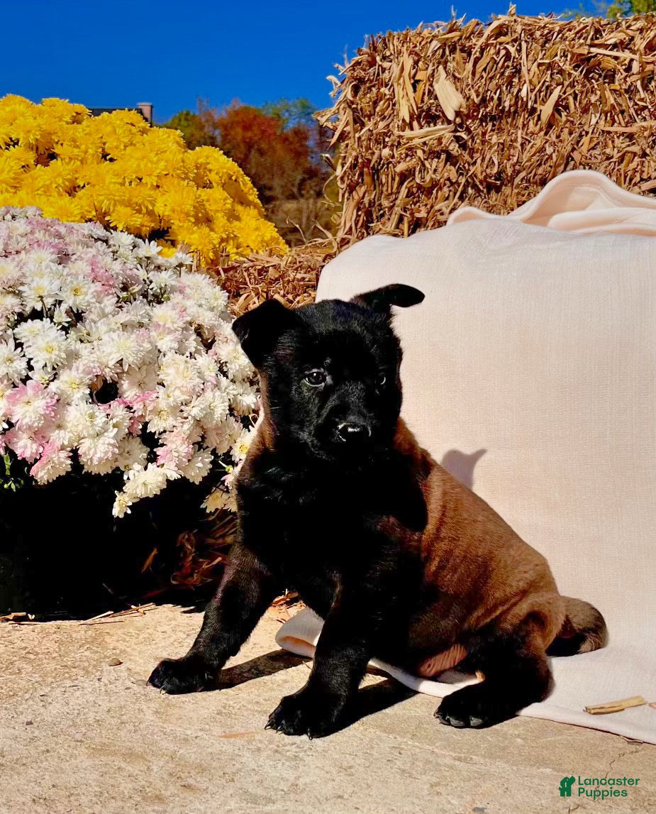 Belgian Malinois dogs for sale: Bravo❤️AKC mom and dad are there to meet  - Ad 1