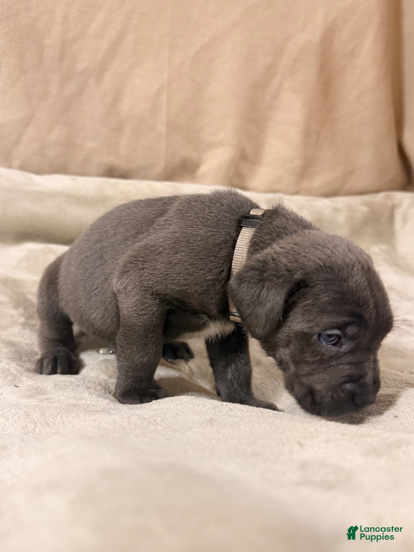 Cane Corso dogs for sale: Grey - Ad 1