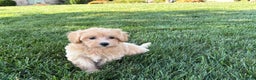 Maltipoo dogs for sale: Cutie - Ad 9