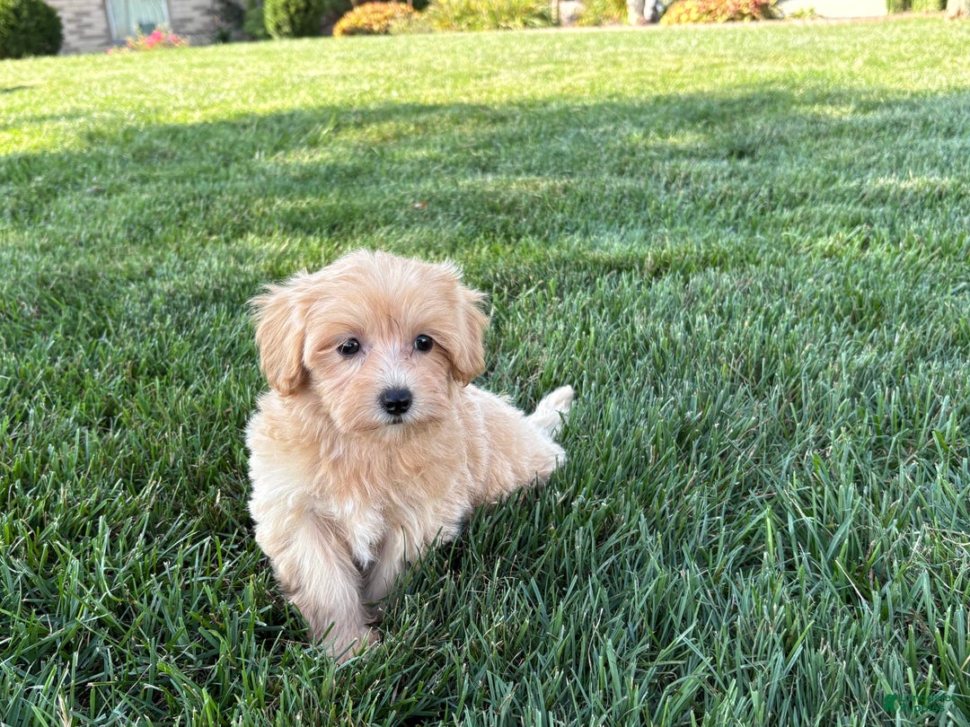Maltipoo dogs for sale: Cutie - Ad 9