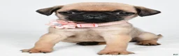 Pug dogs for sale: Alisha - Ad 6