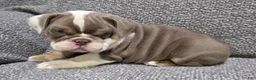 English Bulldog dogs for sale: Bailey - Ad 3