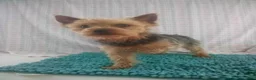 Yorkshire Terrier dogs for sale: Hunter - Ad 4
