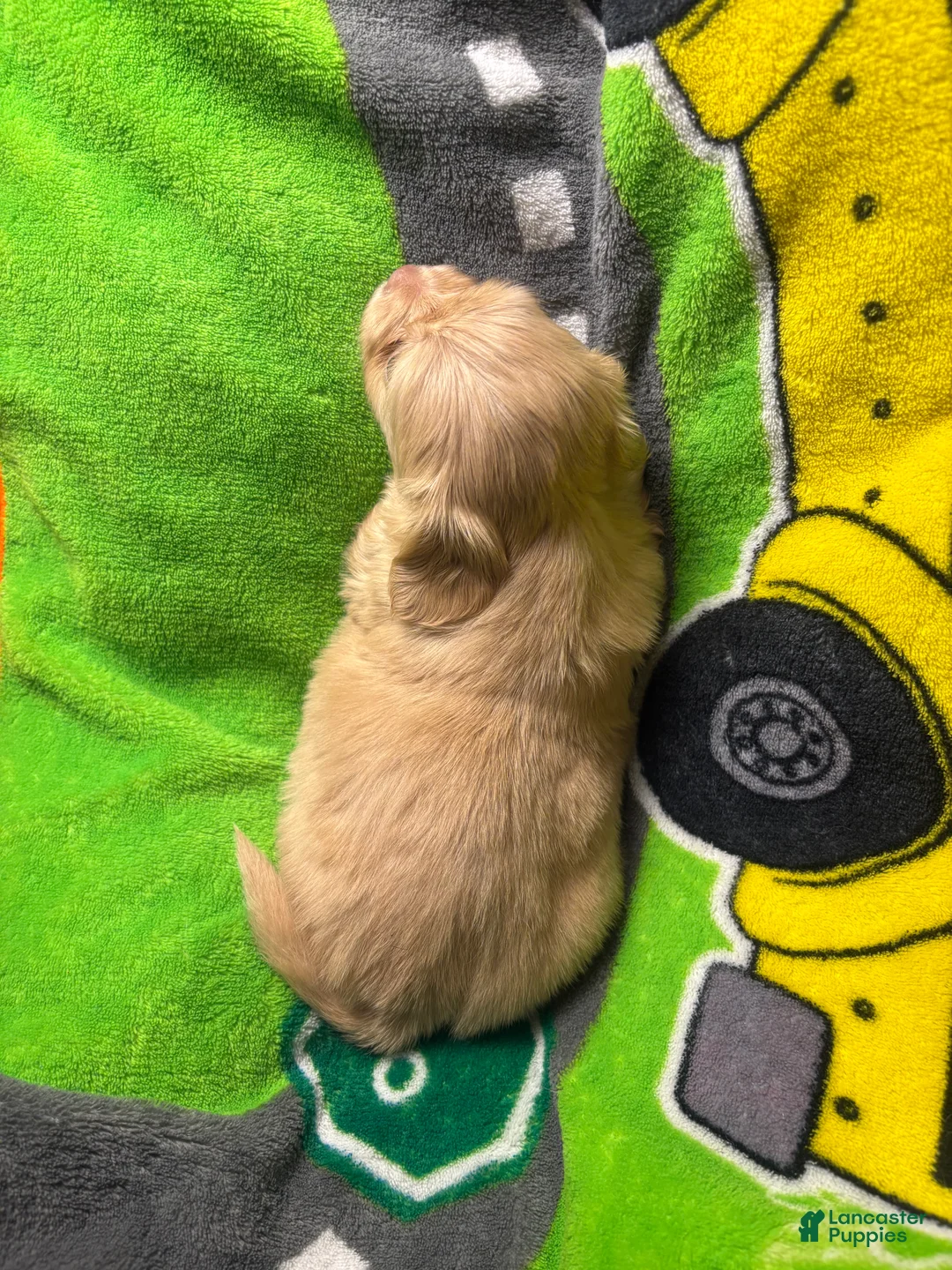 Mixed Breed dogs for sale: Jenny Shweenie - Ad 2