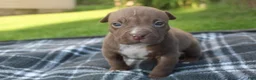 American Bully dogs for sale: Floki - Ad 3