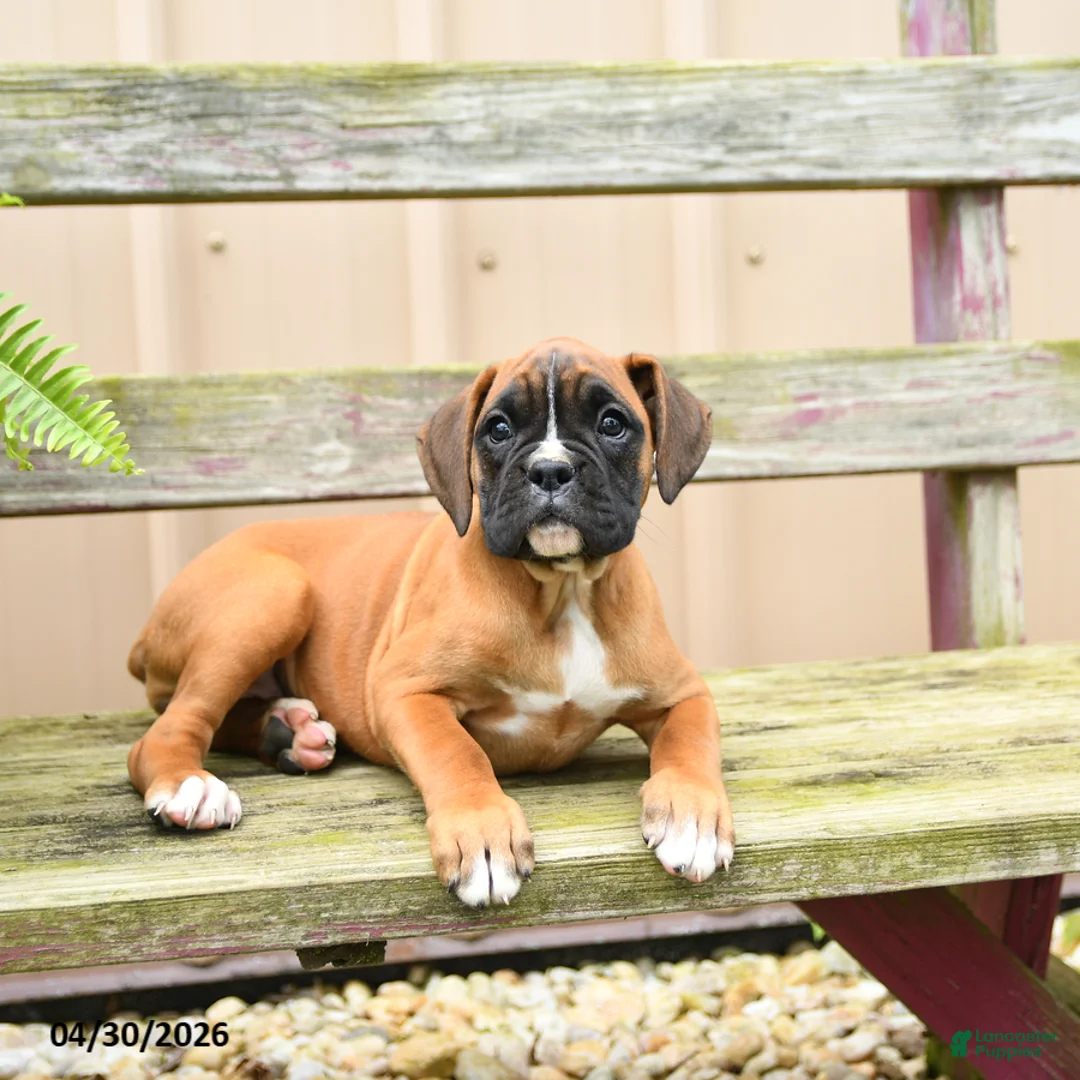 Boxer dogs for sale: Nutella - Ad 1