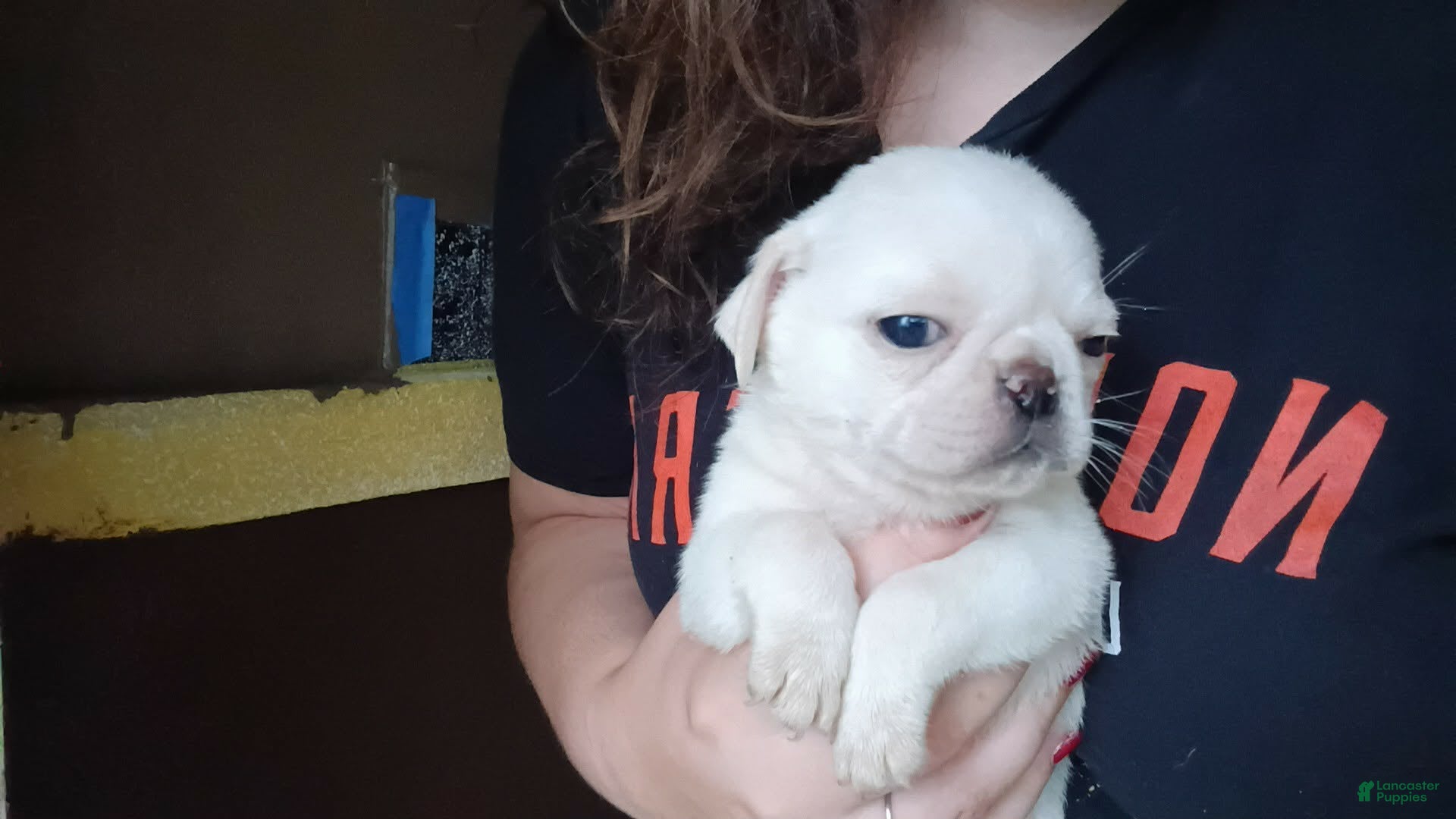 Pug dogs Jasper - Ad 30