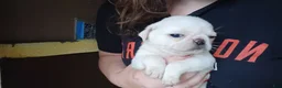Pug dogs for sale: Jasper - Ad 1