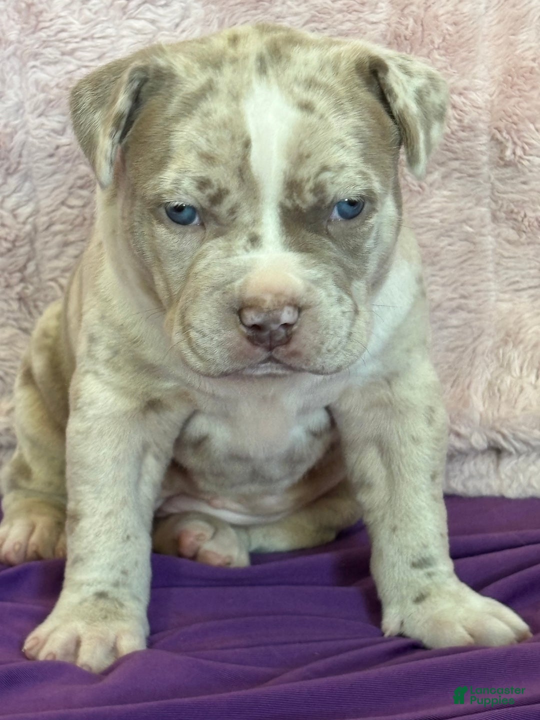 American Bully dogs for sale: FIJI The XL Bully - Ad 3