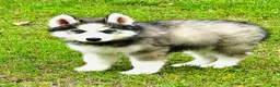 Siberian Husky dogs for sale: Lavender  - Ad 10