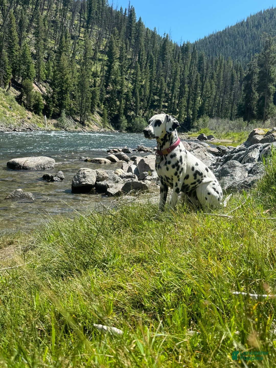 Dalmatian dogs for sale: Lila - Ad 5