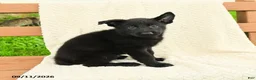 German Shepherd dogs for sale: Baker - Ad 4