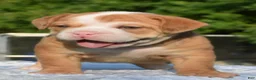 Mixed Breed dogs for sale: Tank hybrid bulldog puppy - Ad 18