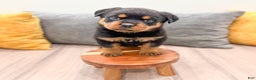 Rottweiler dogs for sale: Sara - Ad 4