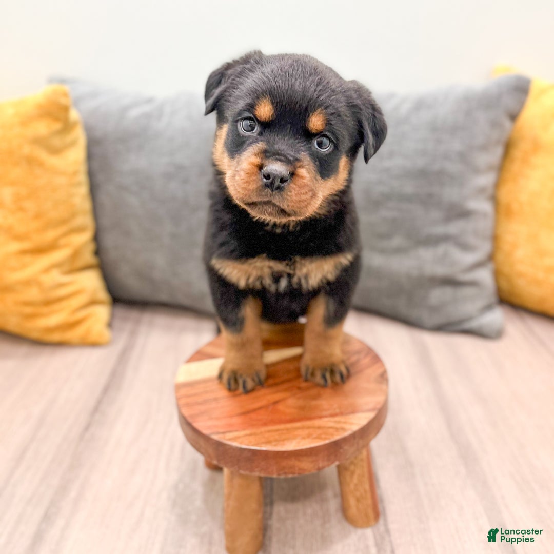 Rottweiler dogs for sale: Sara - Ad 4