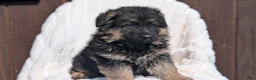 German Shepherd dogs for sale: Zeus - Ad 8