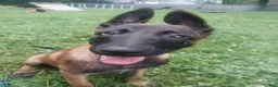 Belgian Malinois dogs for sale: Belgian Malinois 1 - Ad 3