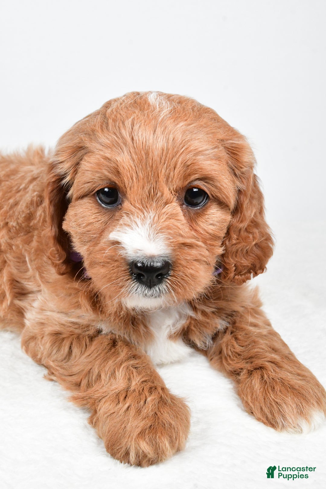 Cavapoo dogs for sale: Abigail - Ad 4