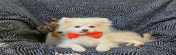 Pomeranian dogs for sale: Kent Genetic Testing - Ad 5