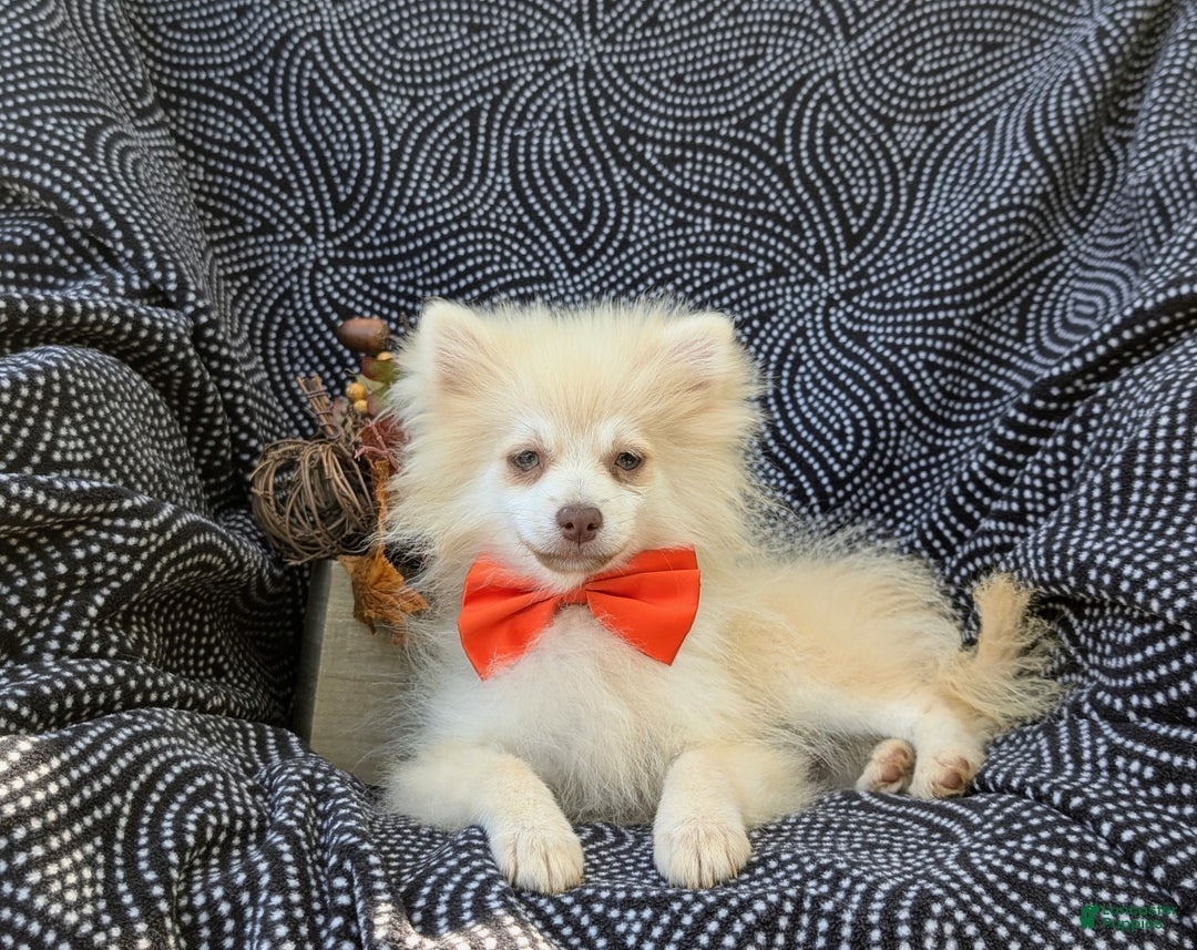 Pomeranian dogs for sale: Kent Genetic Testing - Ad 5