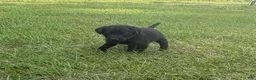 Labrador Retriever dogs for sale: Ash - Ad 2
