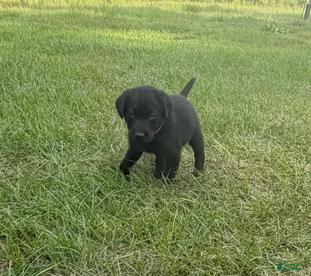Labrador Retriever dogs for sale: Ash - Ad 2