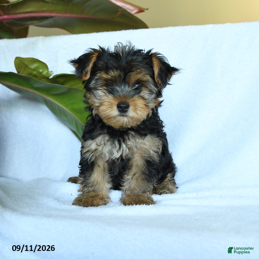 Yorkshire Terrier dogs Aggie - Ad 2