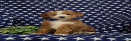 Mini Goldendoodle dogs for sale: Denver 15 lbs Full grown Hypoallergenic - Ad 1