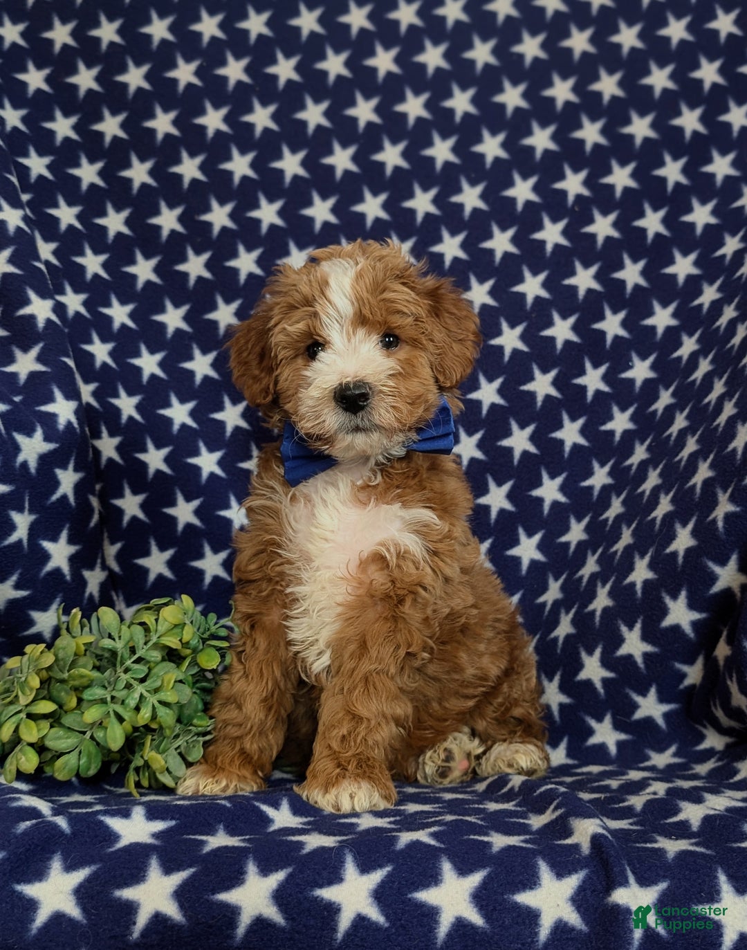 Mini Goldendoodle dogs for sale: Denver 15 lbs Full grown Hypoallergenic - Ad 1