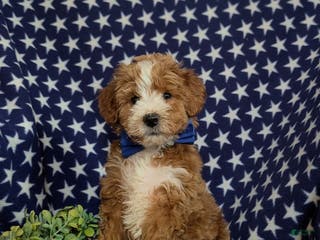 Mini Goldendoodle dogs for sale: Denver 15 lbs Full grown Hypoallergenic - Ad 3