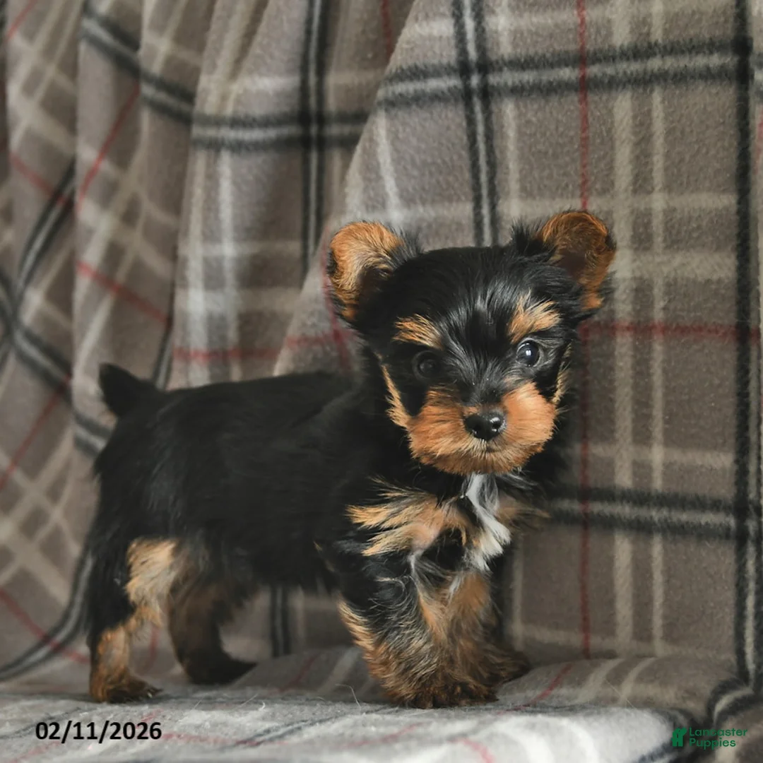 Yorkshire Terrier dogs for sale: Ulysses  - Ad 5