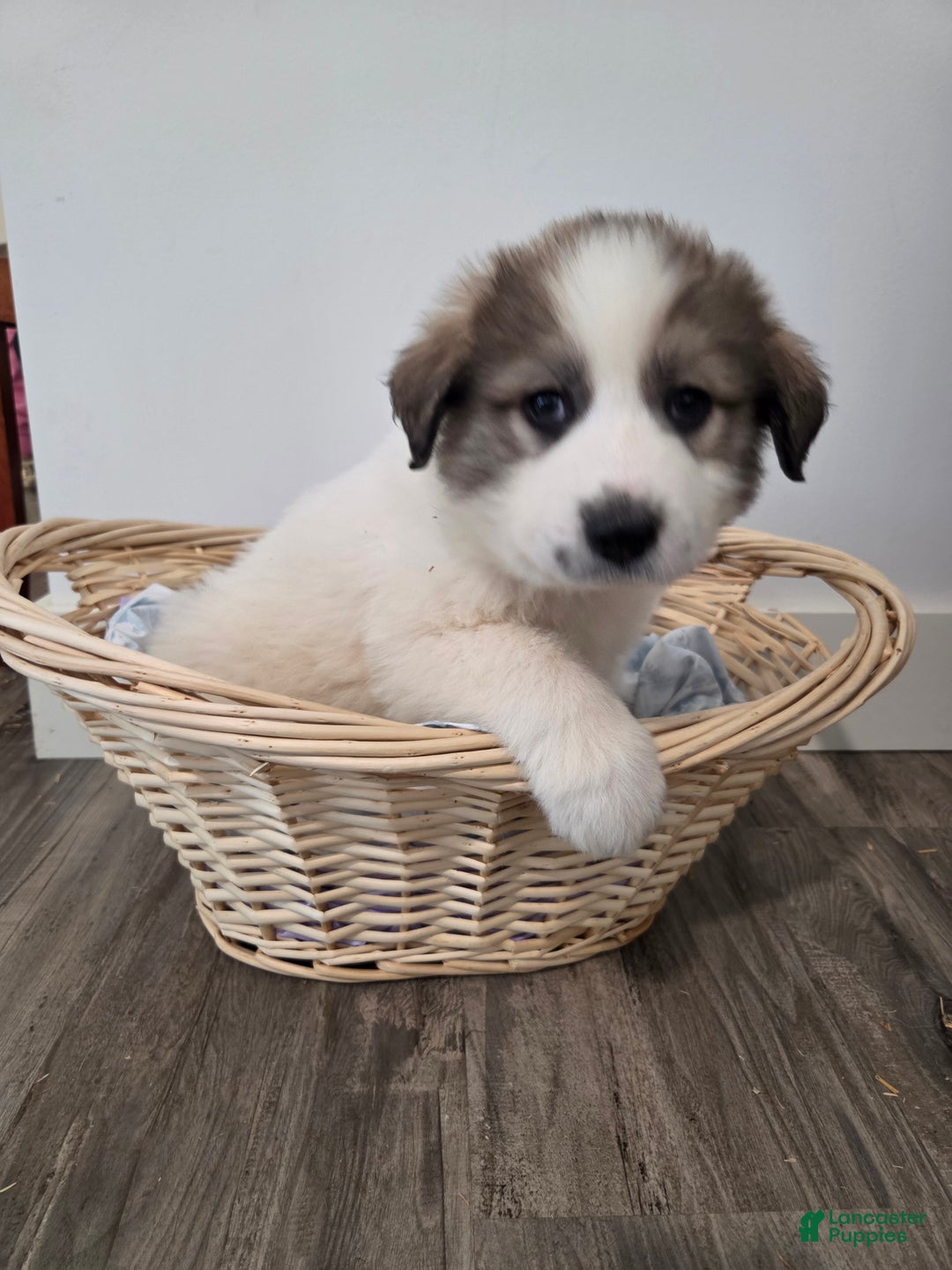 Great Pyrenees dogs for sale: Spot - Ad 1