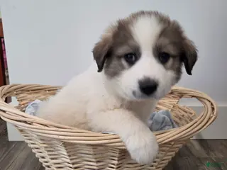 Great Pyrenees dogs Spot - Ad 7