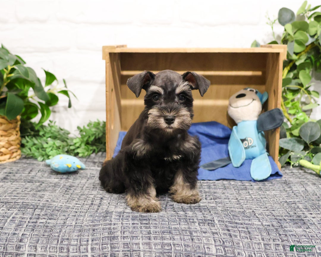 Miniature Schnauzer dogs for sale: Princeton - Ad 2