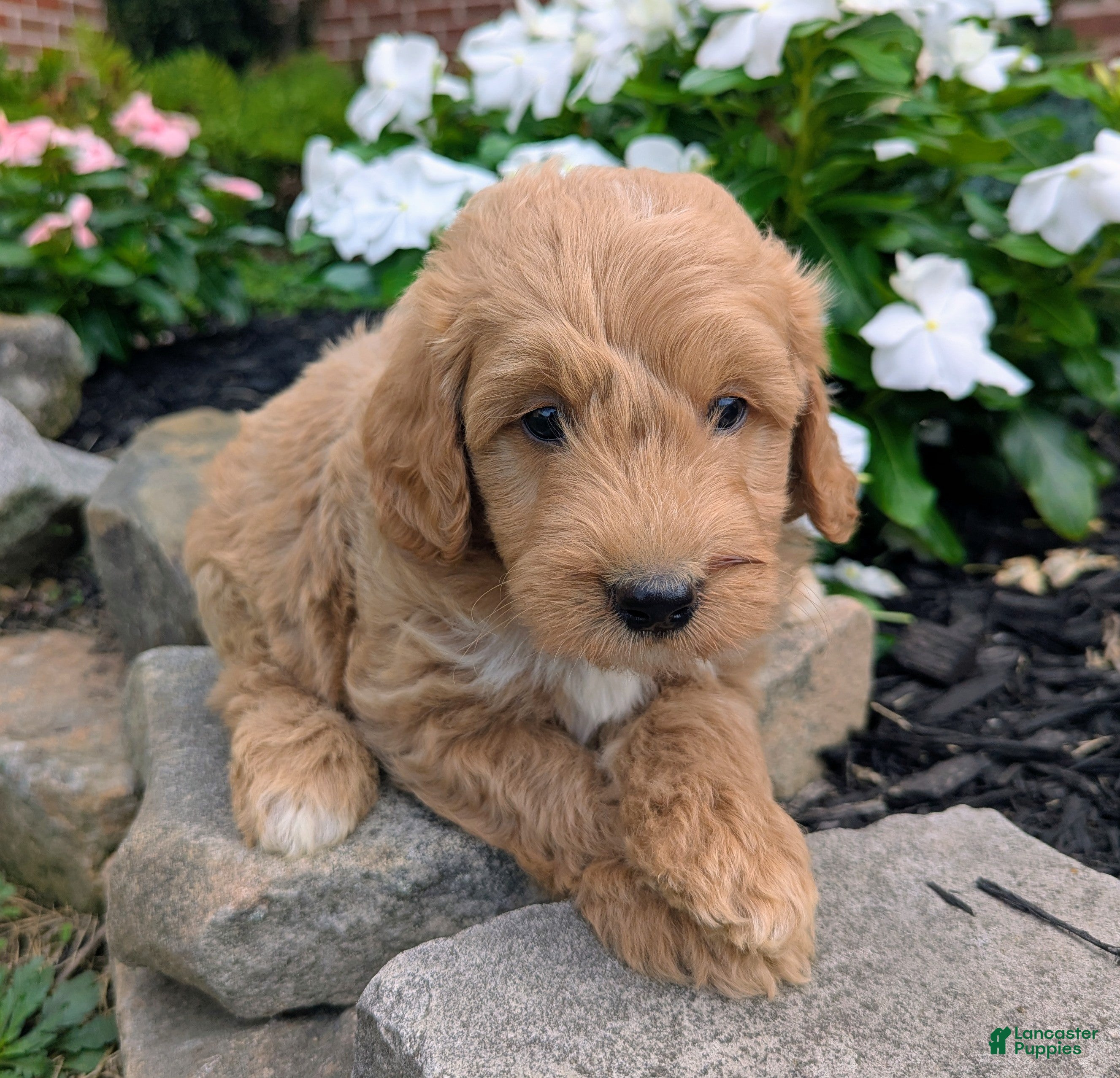 Mini Goldendoodle dogs Prince F1B - Ad 2