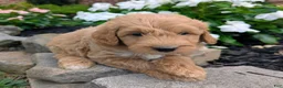 Mini Goldendoodle dogs for sale: Prince F1B - Ad 2