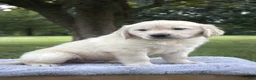 Golden Retriever dogs for sale: Golden Retriever 1 - Ad 2