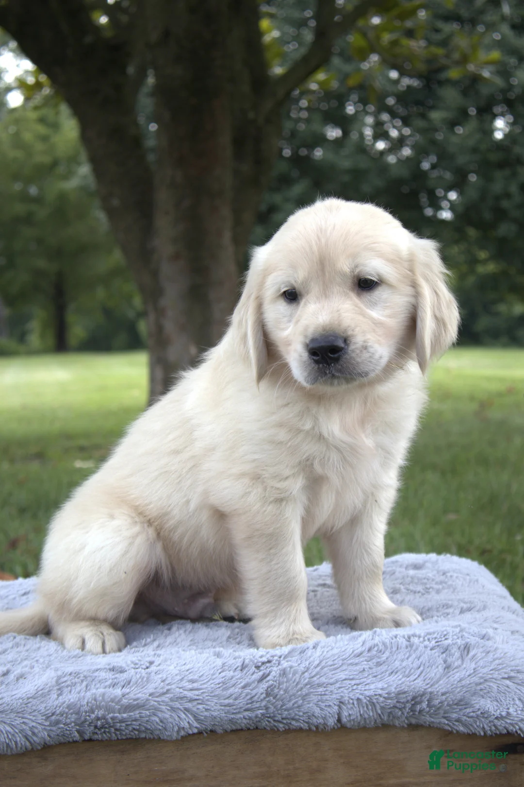 Golden Retriever dogs for sale: Golden Retriever 1 - Ad 2