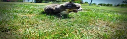 Havapoo dogs for sale: Icon - Ad 21