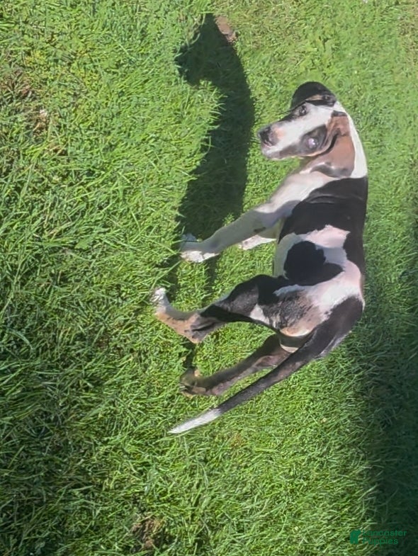 Juno, Great Dane
