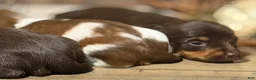 Miniature Dachshund dogs for sale: The Painted Prodigy - Ad 7