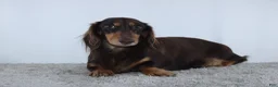 Miniature Dachshund dogs for sale: Jasper - Ad 5