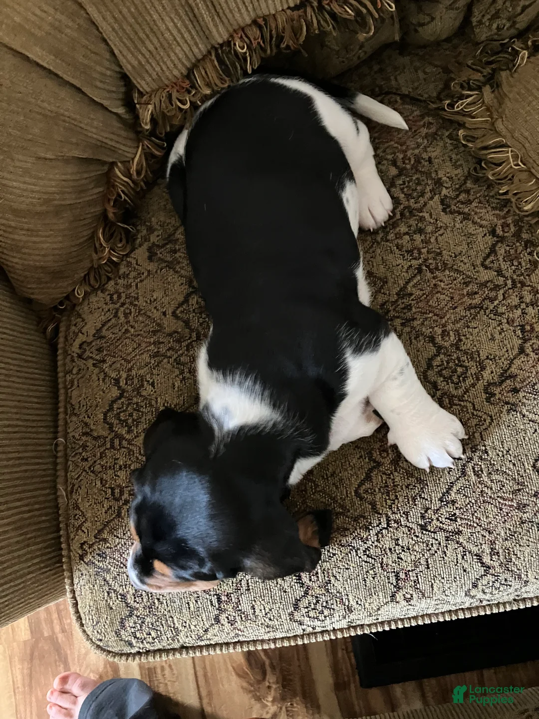 Basset Hound dogs for sale: Karen - Ad 2