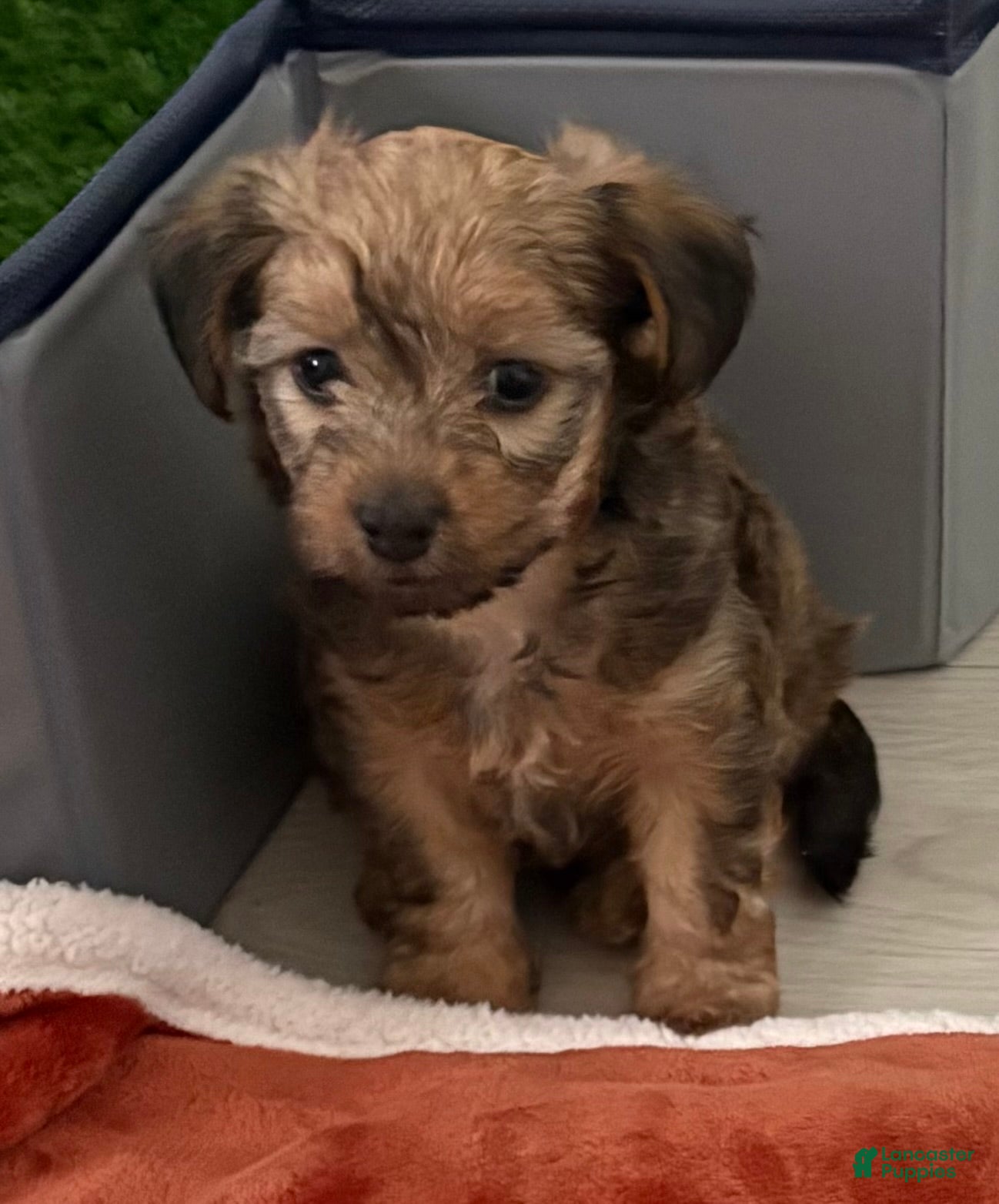 Yorkiepoo dogs Yorkiepoo Puppy 2 - Ad 1