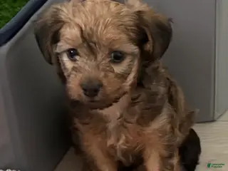 Yorkiepoo dogs for sale: Yorkiepoo Puppy 2 - Ad 1