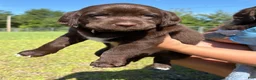 Mixed Breed dogs for sale: Purple collar girl - Ad 1